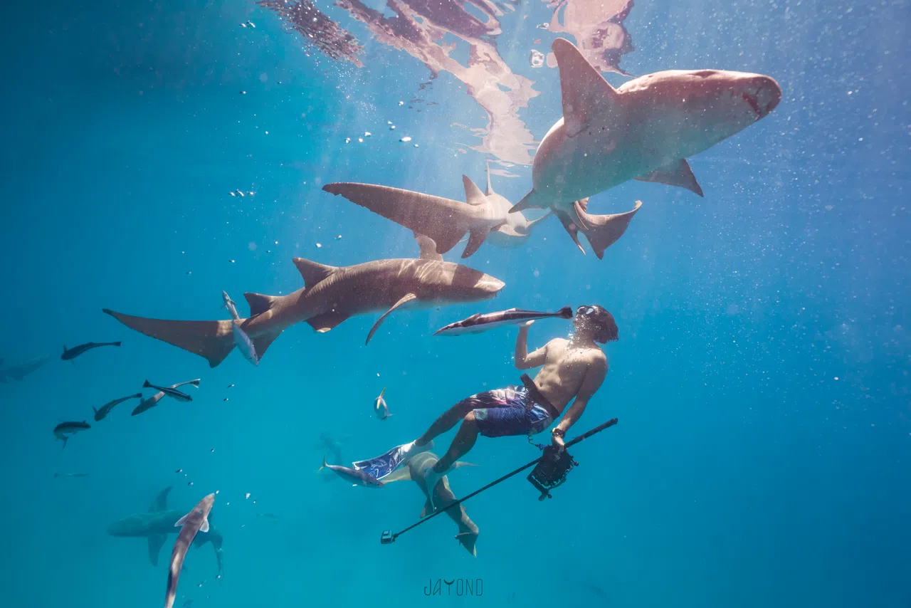 彭俊杰今年5月在马尔代夫与护士鲨同游。（受访者提供）