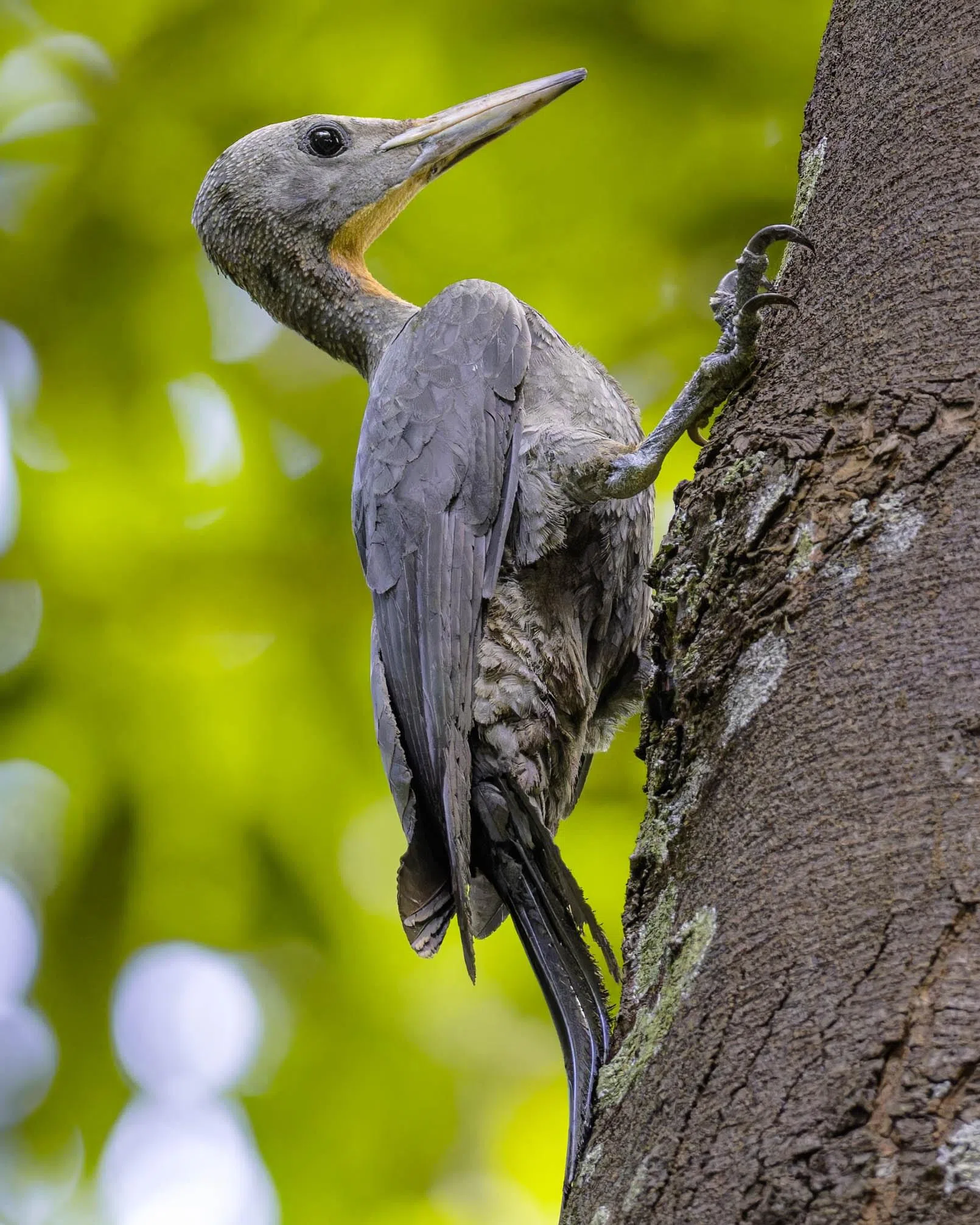 啄木鸟停留在植物园的树上歇息。（新加坡植物园提供／张勇杰摄）