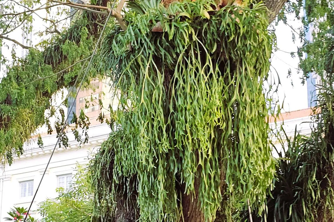 美丽的鹿角蕨附在雨树上生长。（冰秀摄）