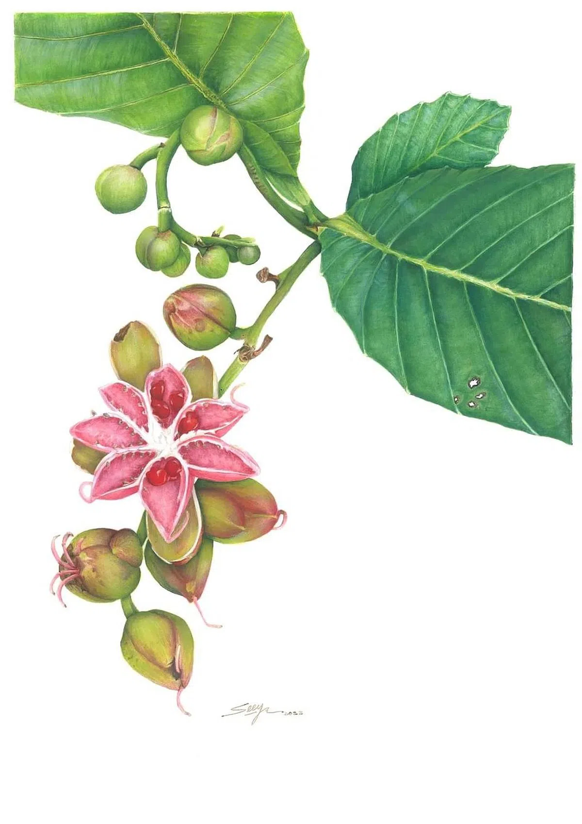 梁丝丝的《星果木》（Diillenia suffruticosa (Griff.) Martelli）。（主办方提供图片）