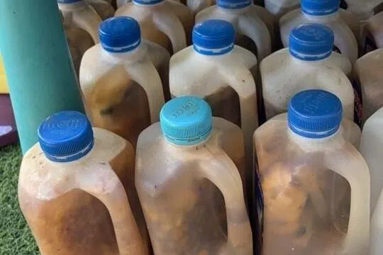 黄天赐利用黄梨皮调制出一瓶瓶的酵素，并分发给邻左邻右舍和朋友，让大家可省下购买肥料的钱。（受访者提供）