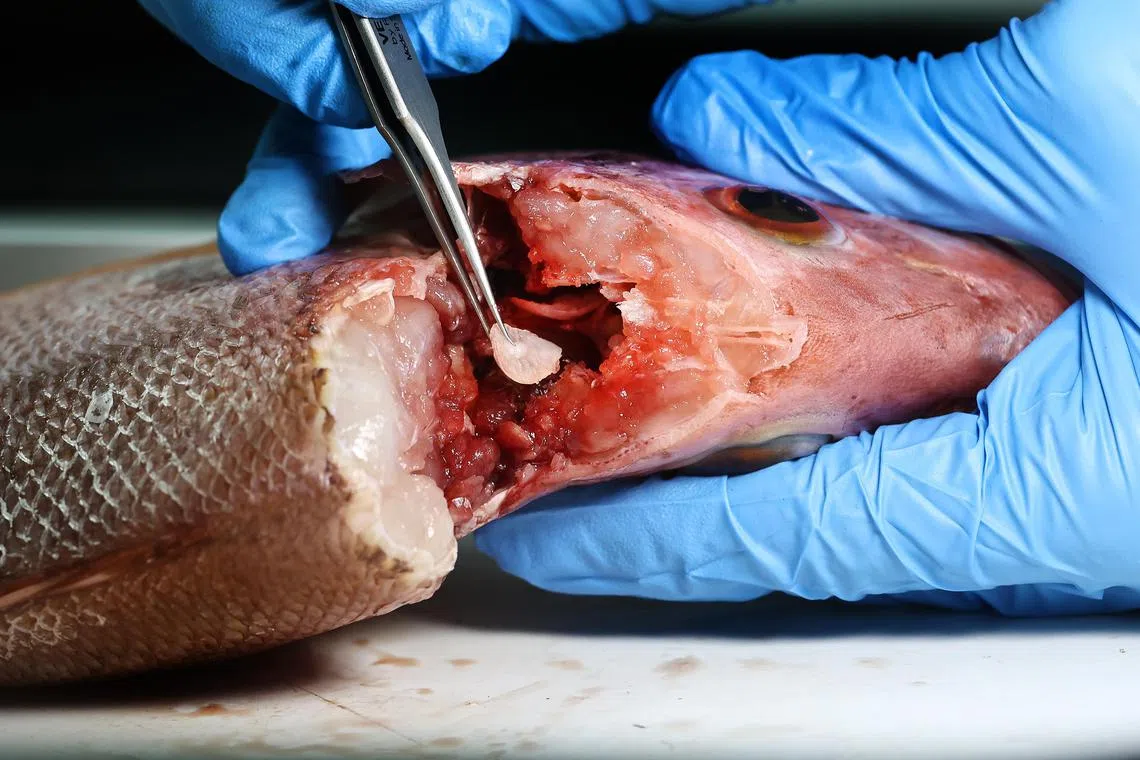 鱼的耳石会随着鱼的生长逐渐变大，它的构成包含了结合进入鱼体的微量元素。（陈渊庄摄）