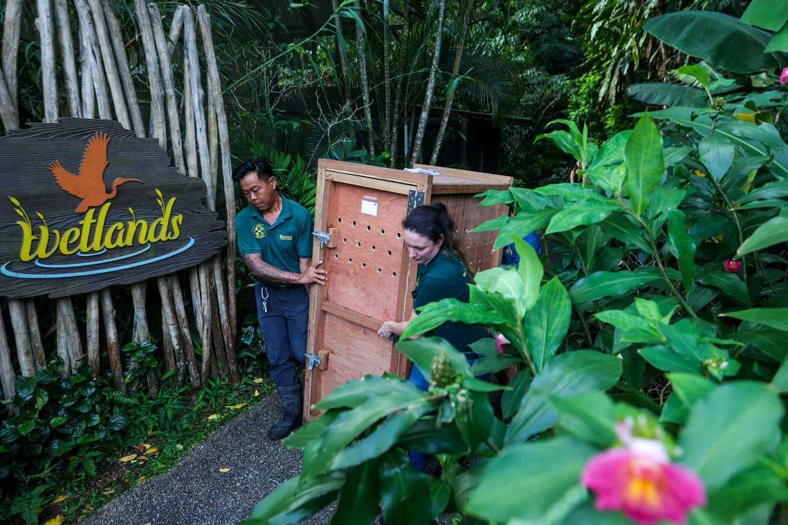搬运大型飞禽的箱子都是特别定制，里面备有软垫和通风孔，避免飞禽在运输过程中撞伤。每个箱子只装一只大型飞禽。（白艳琳摄）