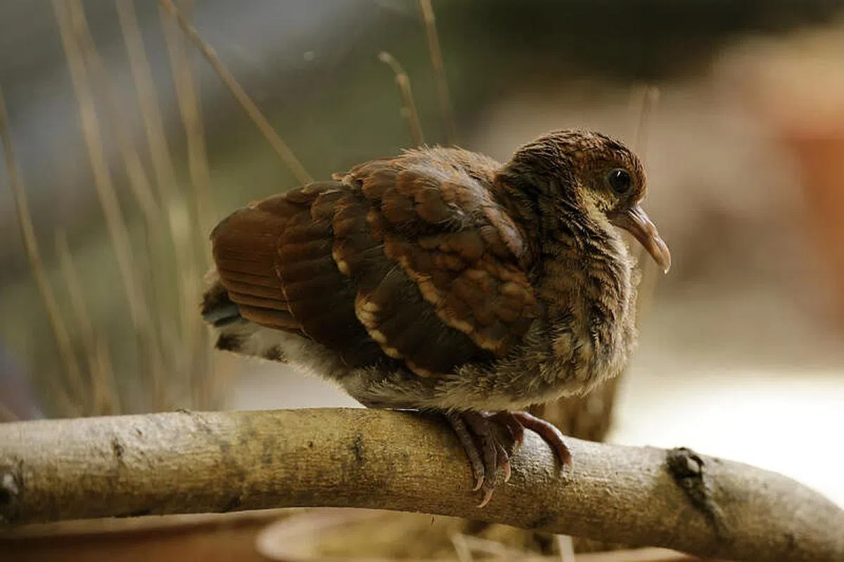 （万态保育集团提供）