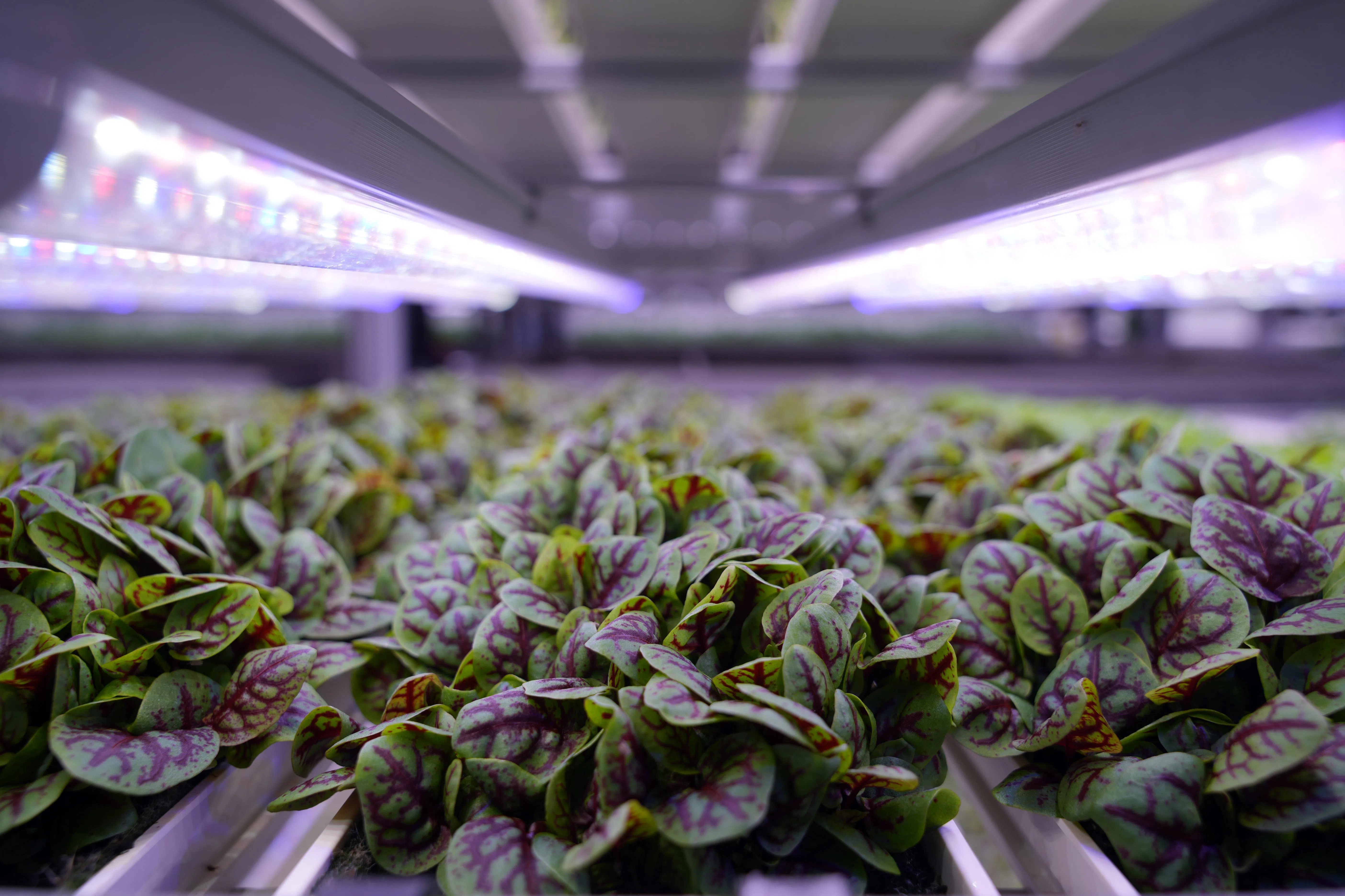 傅元瑞认为，本土生产的蔬菜，从收割到上架的时间比较短，因此比进口蔬菜更新鲜。（谢智扬摄）