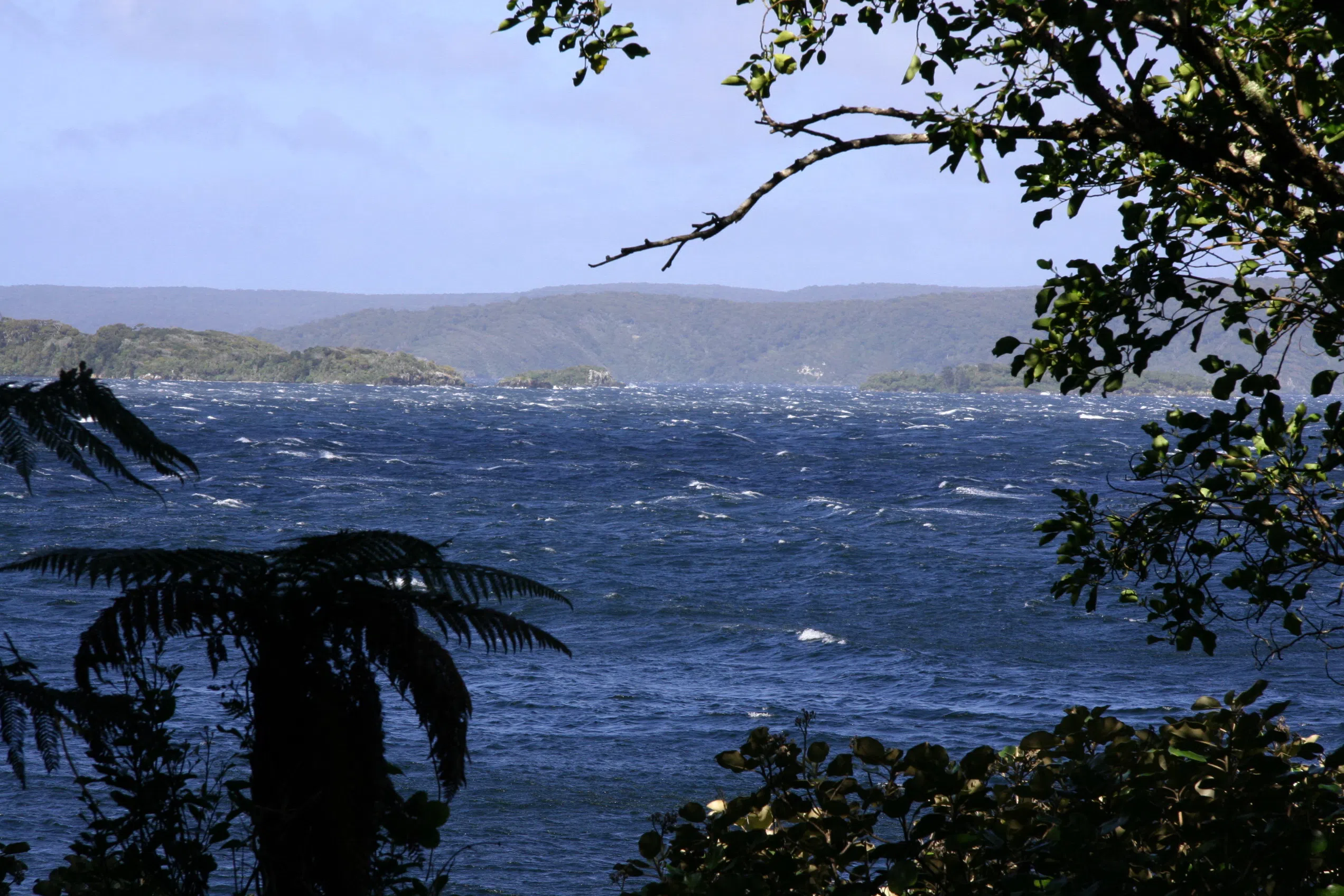 风高浪急，左下的植物是银蕨，新西兰的象征之一。（施莉芳摄）