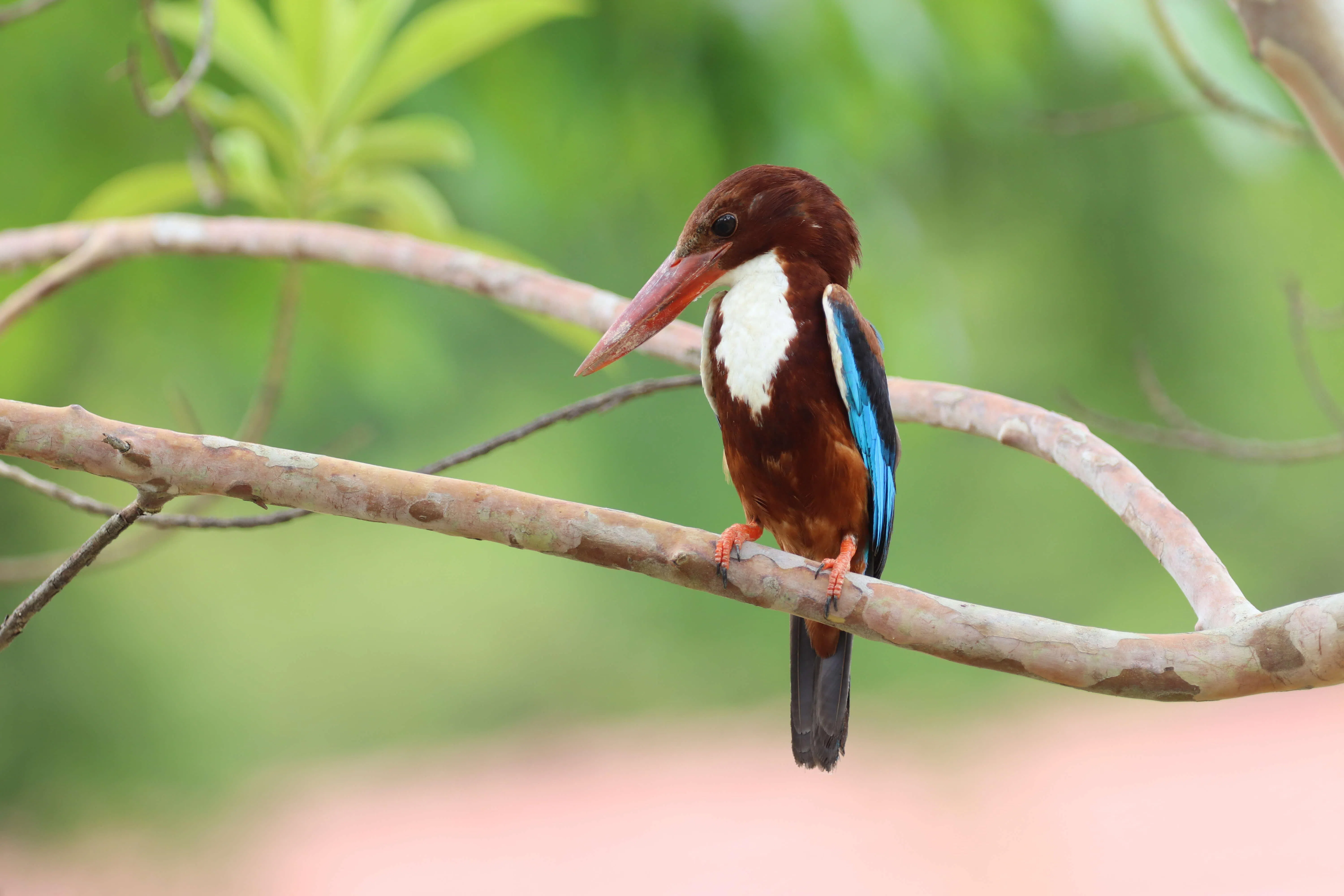 公众将有机会在连道看到白胸翡翠（图）、洋燕、灰缝叶莺等物种。（国家公园局提供）
