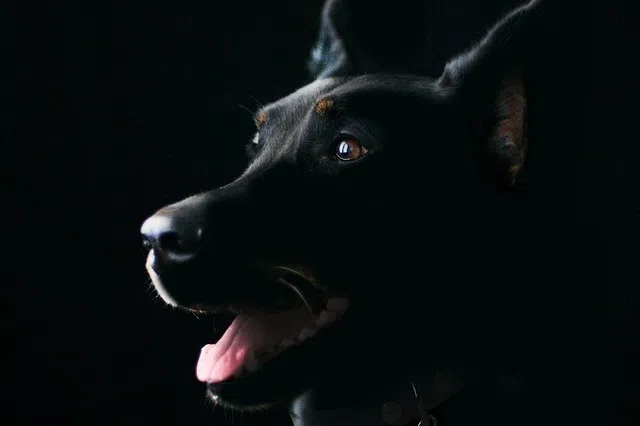 交流站：请关注怕狗人士的心声