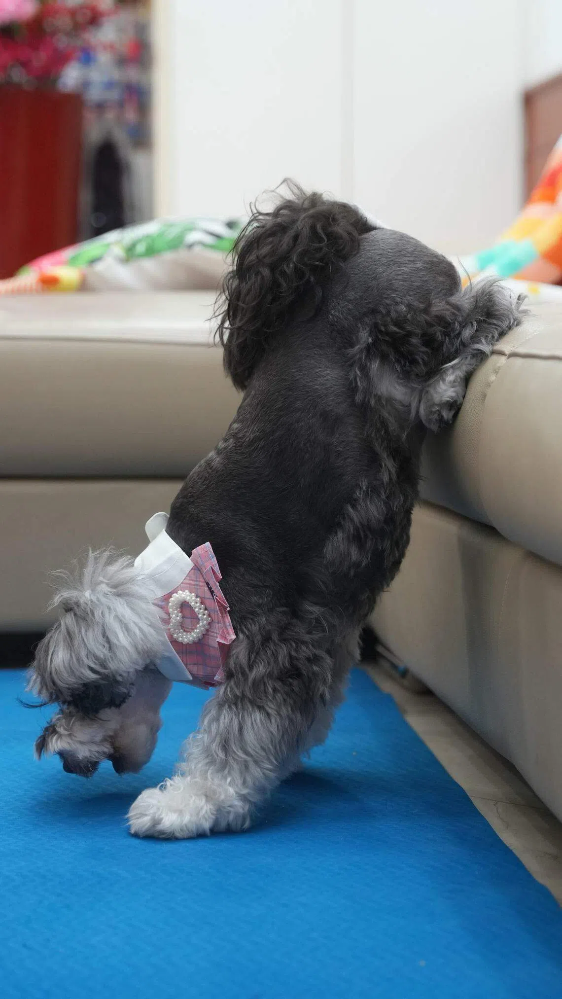 只要听到指令，Mochi就会表演前脚着地，后脚蹬高。（谢智扬摄）