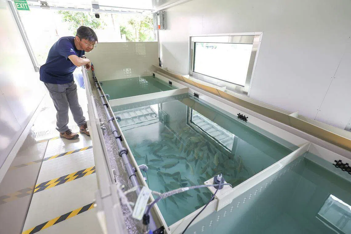 养鱼集装箱采用的是循环水养殖系统，可循环利用98%的水，而且比一般的系统节省约九成的电量。（何家俊摄）