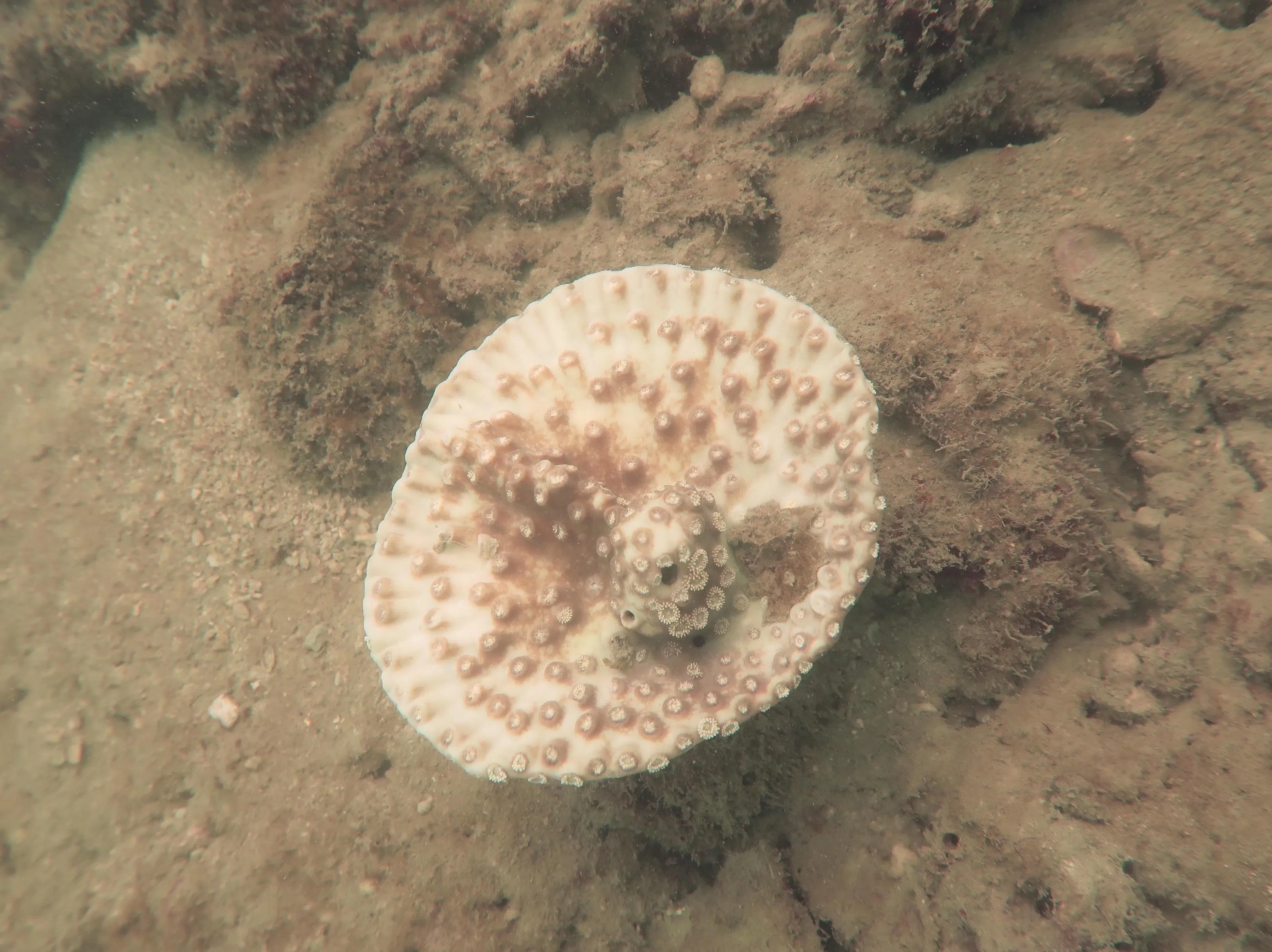 珊瑚在高温下或把海藻排出，从而显现白色。这些海藻本应通过光合作用，满足珊瑚高达90％的能量。（黄振顺博士提供）