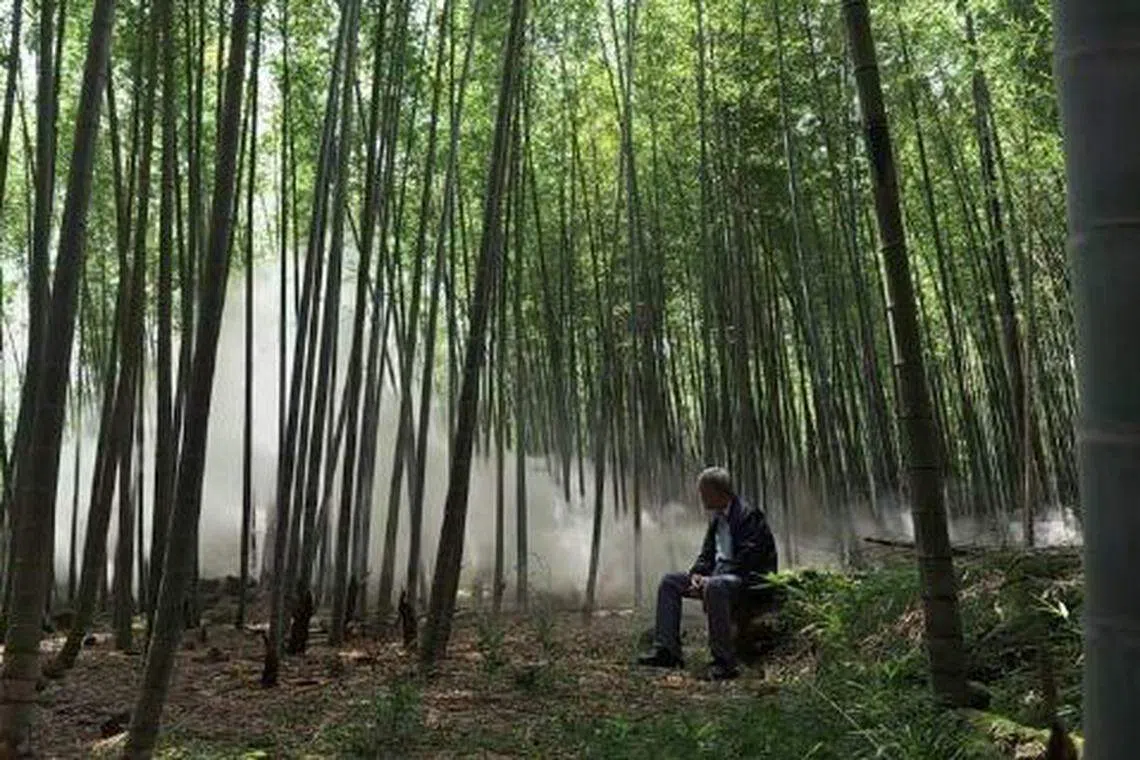 纪录片《大侠胡金銓》追随石隽的脚步，重返当年拍摄竹林打斗戏的场景。（互联网）