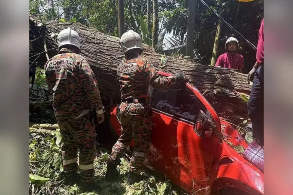 云顶山脚树倒砸车 巫青团马兰区团长一家四死一伤