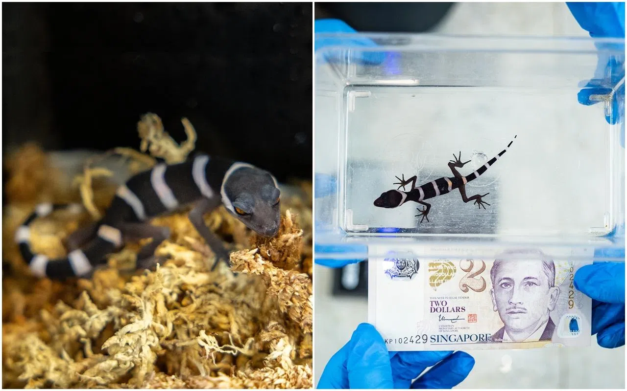 园方也首次成功孵化中国豹纹壁虎。（万态保育集团提供）