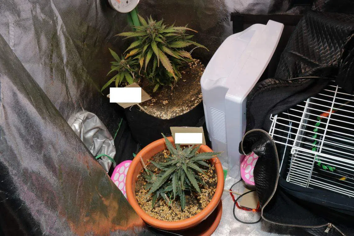 被告在组屋内种植大麻，还搭建了一个包着铝箔纸的迷你温室，看来是要让这些植物充分吸收阳光。（中央肃毒局提供）