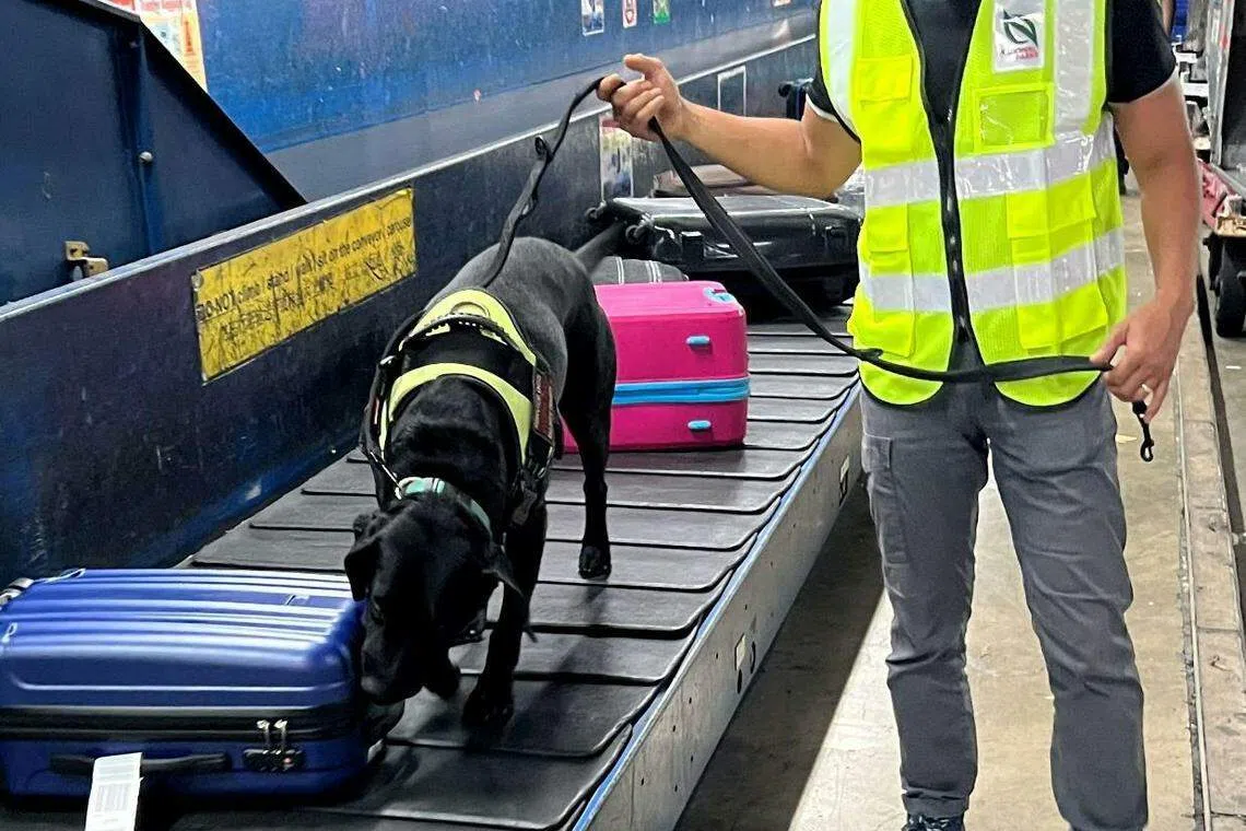 当局也派出嗅探犬，检查行李中是否有违禁物品。（新加坡警察部队提供）
