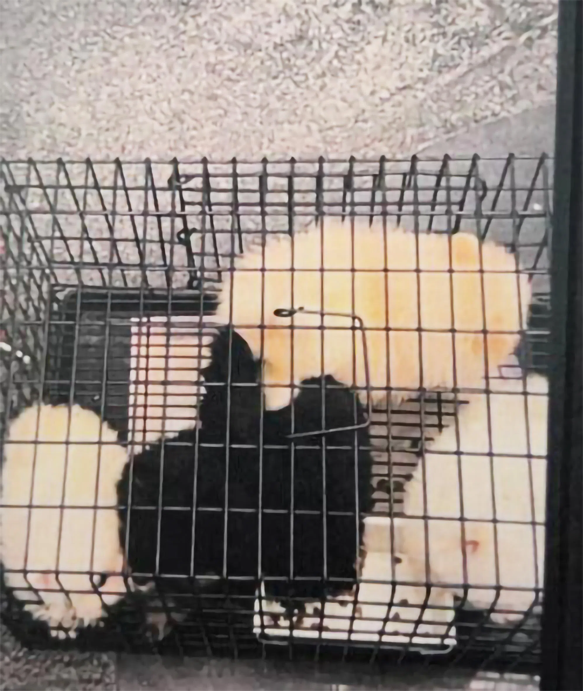 从马来西亚走私入境的五只博美幼犬。（国家公园局提供）