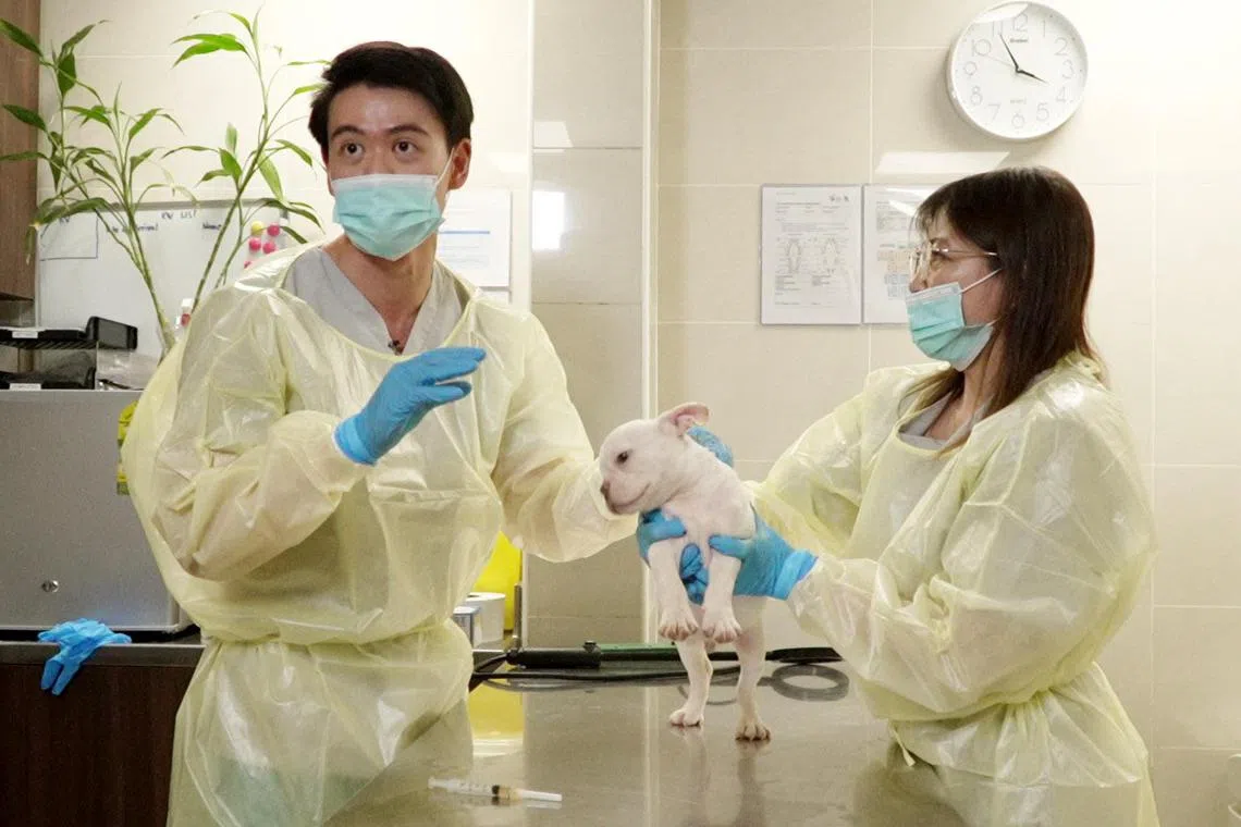 岑家均医生（左）指出，收留在动物检疫中心的走私动物会持续获得照料，直至为它们找到新归宿为止。（视频截图）