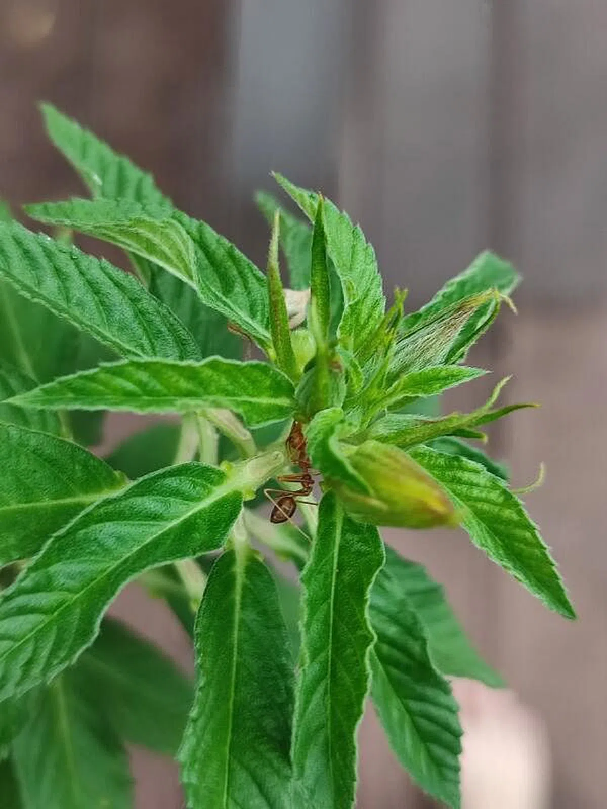 微距镜头可以清楚拍到叶子上的小蚂蚁。