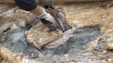 国大李光前自然历史博物馆哺乳动物馆长蔡亿辉形容，解剖须鲸像是在切开一袋用网裹着的果冻，必须先把外边的网切开，才能拿出果冻，层次和质感多元，不容易完成。（国大李光前自然历史博物馆提供）