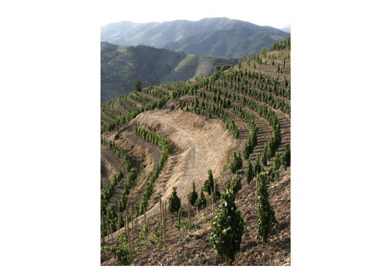 陡峭梯田上的葡萄园，土壤极为复杂。（受访者提供）