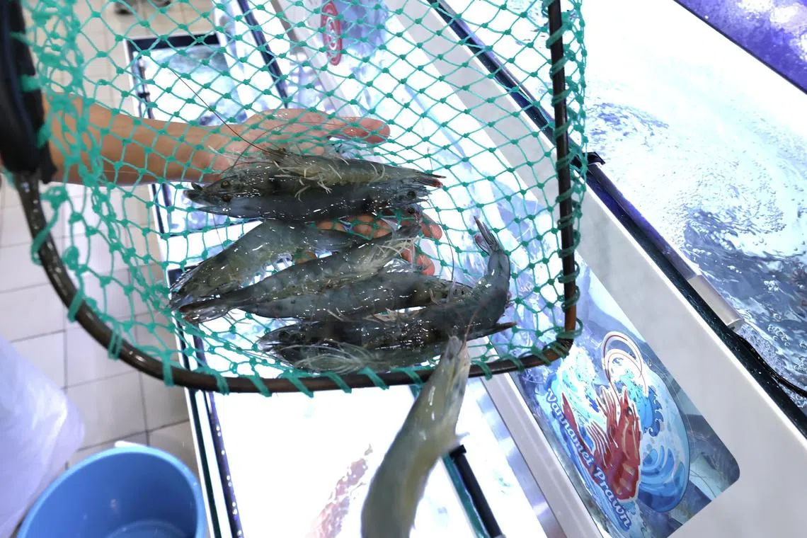 本土生产“一点虾”项目酝酿半年多后，正式在本地超市上架，每公斤活虾以32.9元出售测试市场温度。（梁麒麟摄）