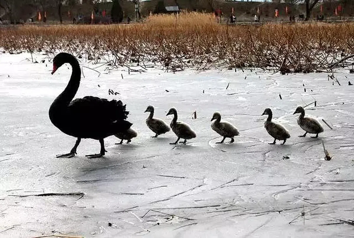 随着天气渐渐变暖，在北京圆明园狮子林度过冬天的黑天鹅一家开始活跃起来。（互联网）