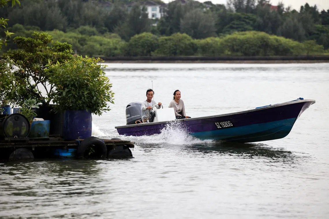 林鑫源和妻子徐丽玉巡视渔场，检查鱼儿和各种设备的情况。（关俊威摄）