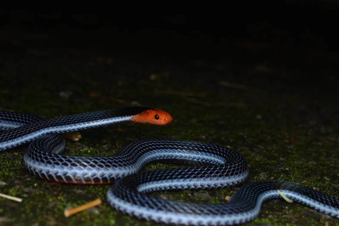 蓝长线马来珊瑚蛇红色的蛇头非常吸引人。（Shivaram Rasu提供）