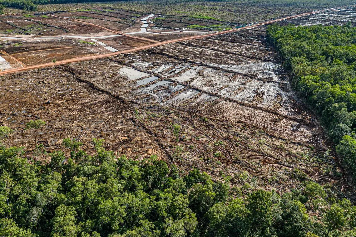 南巴布亚省首府马老奇有大片森林已被砍伐。当局计划在照片中的这片土地种植甘蔗，用于生产生物燃料。（法新社）
