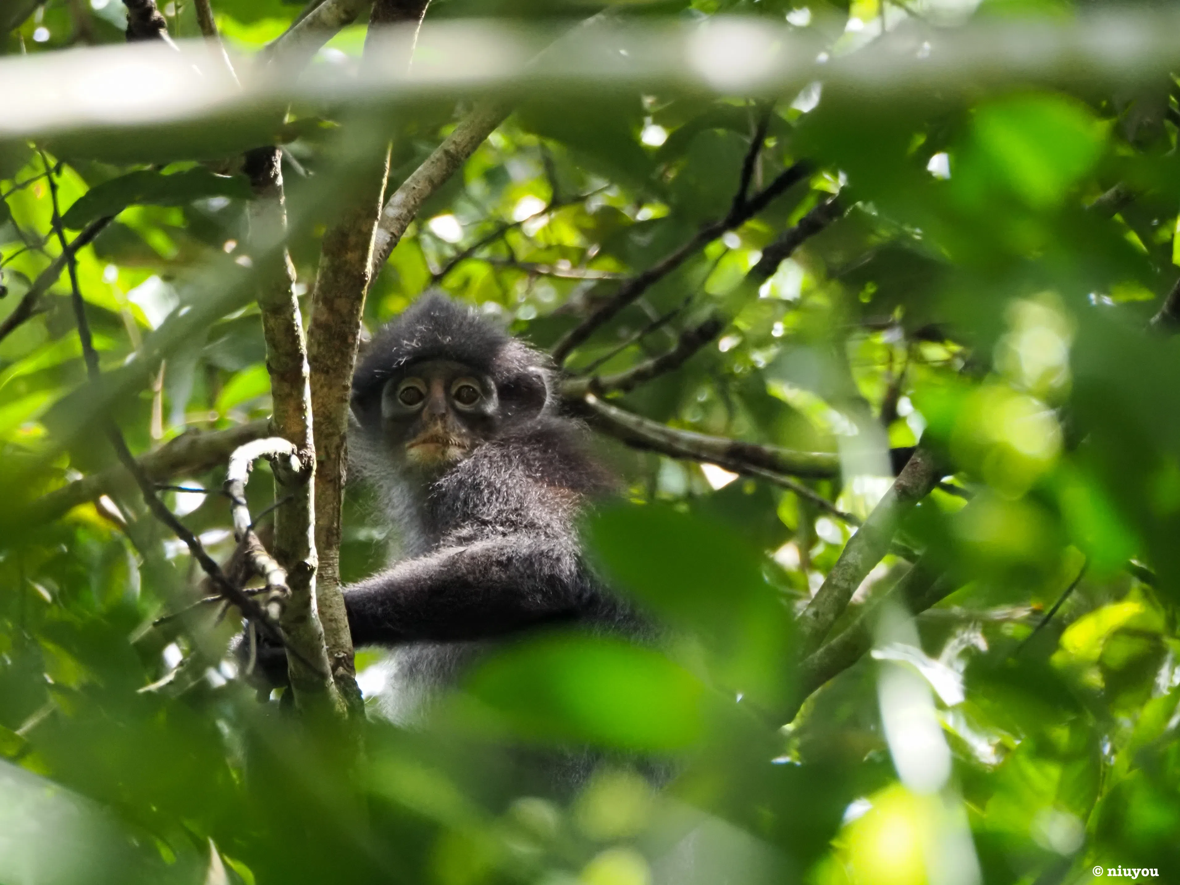 莱佛士叶猴极为稀有，以新柔树林为主要栖息地，目前还不知道柔新经济特区会对它们带来怎样的影响。（陈宇昕摄）