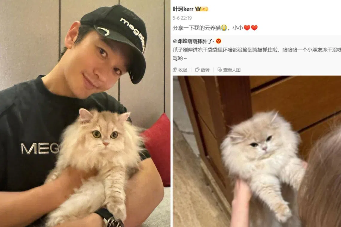 黄晓明（左）和叶珂各自在微博分享猫图，两张照片里的猫长得相似而被传“借猫传情”。（取自黄晓明、叶珂微博）