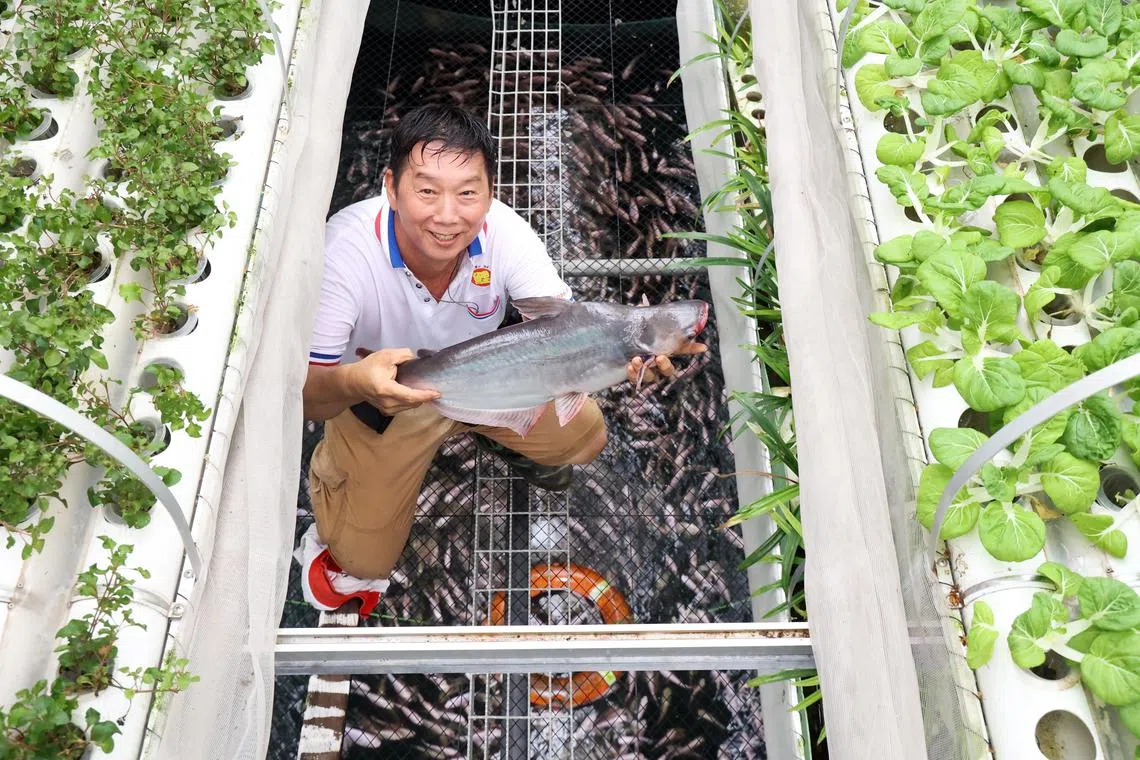白振成经营鱼菜共生科技农场，投注多年的心血，种植多种蔬菜和养殖鱼虾。（邝启聪摄）