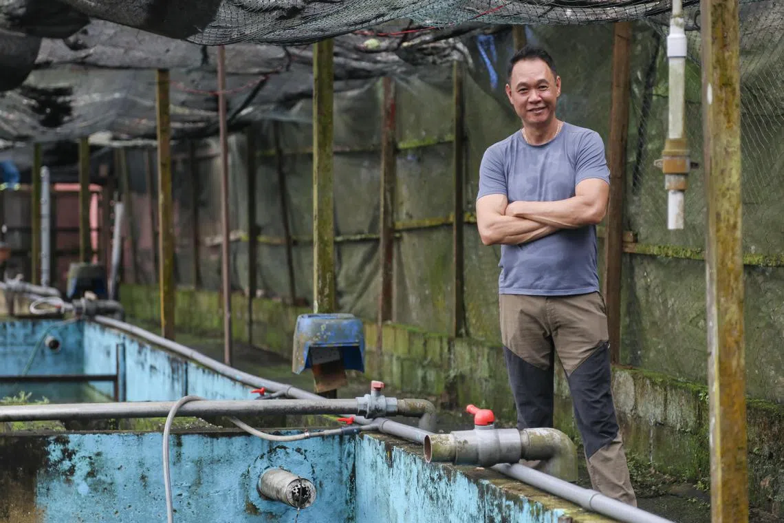 Century Aquaculture首席执行官吴志伟说，一般的罗非鱼每次产卵可达400个至600个，新洲鱼每次可高达1500个至1800个。（刘欣怡摄）