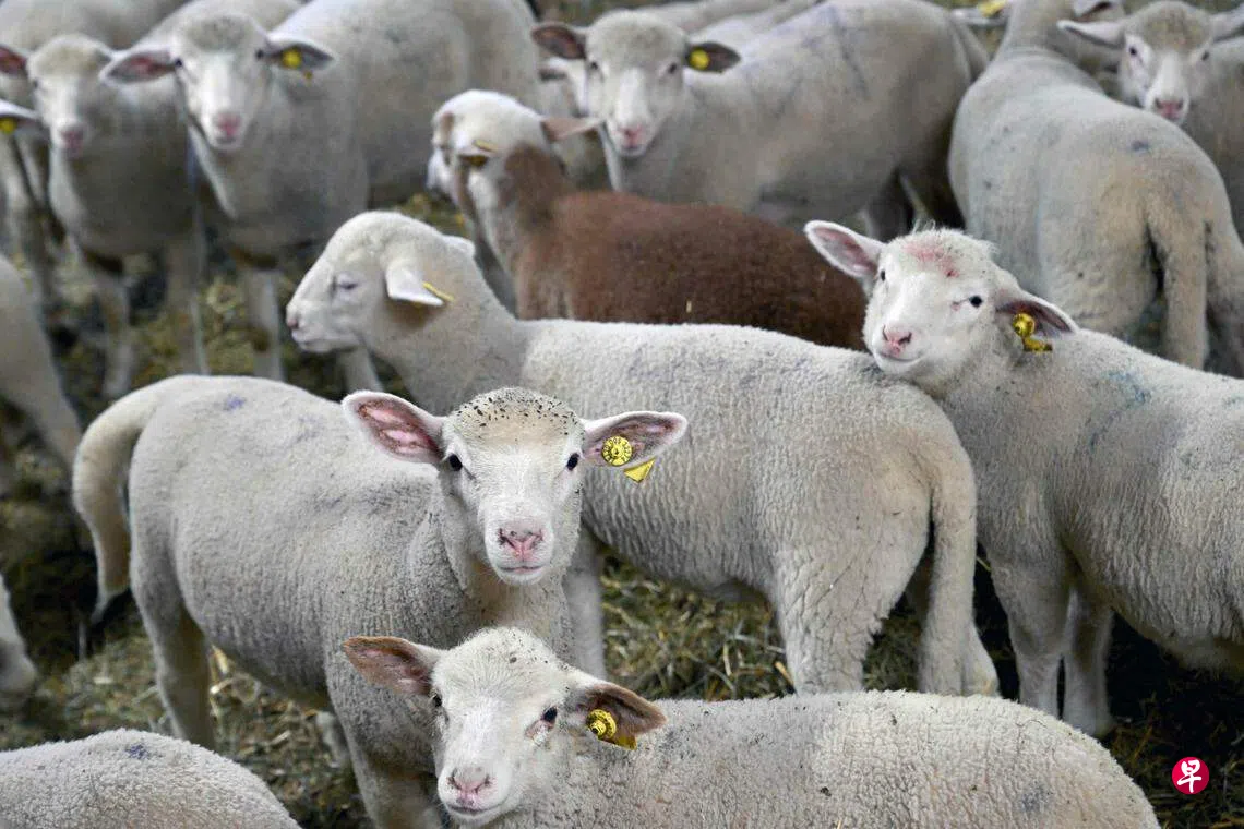 土耳其物价飙涨财长吁民众多吃羊肉少吃牛肉| 联合早报