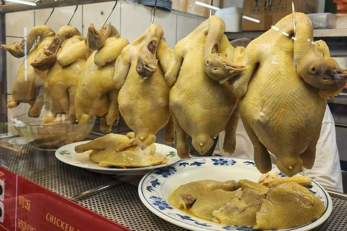良海南鸡饭选用较大只甘榜鸡，煮出顺滑鲜香。（陈爱薇摄）