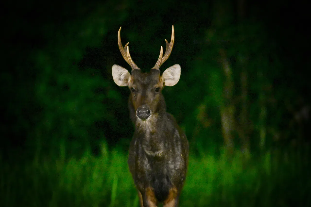 一只水鹿看向镜头，水鹿个性机警，感觉灵敏。（受访者提供）