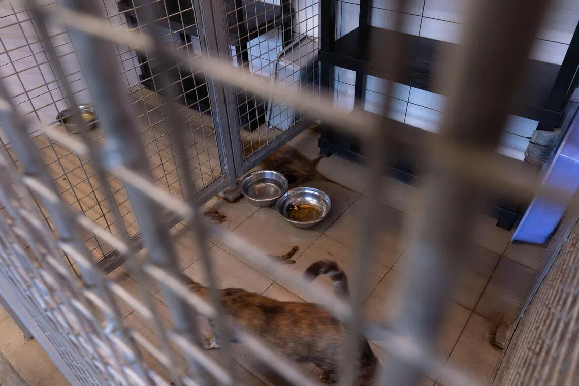 当局检查后发现，动物热爱者协会在动物之家经营的收容中心，存在多项问题，包括笼舍卫生不达标等。（国家公园局提供）