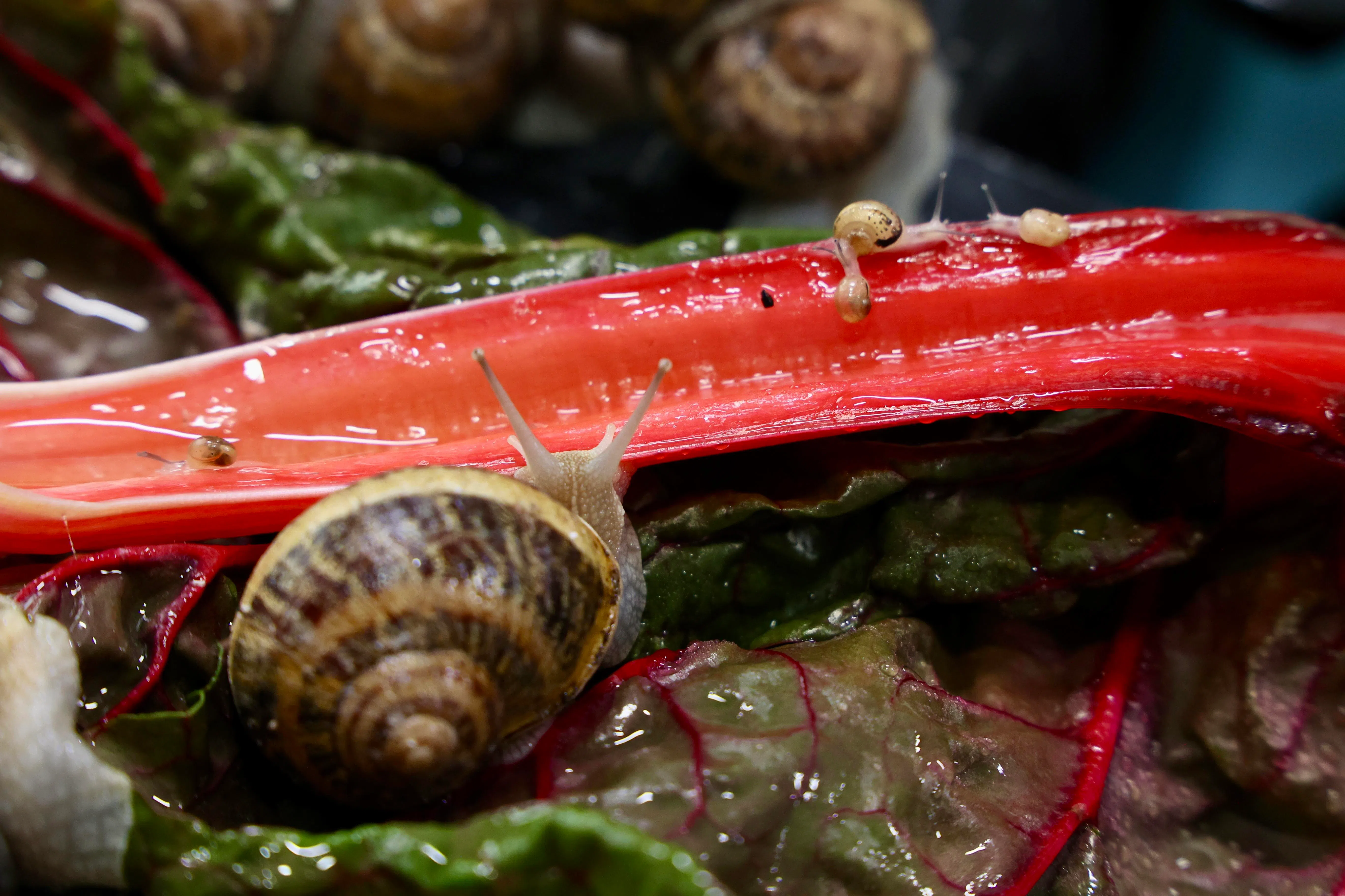 WholeSnail农场目前大小蜗牛有四五十万只。蜗牛的经济价值高，蜗牛肉可供应给餐饮业，蜗牛粘液可用于制作化妆品，蜗牛壳还可用于餐桌摆盘等。（邝启聪摄）