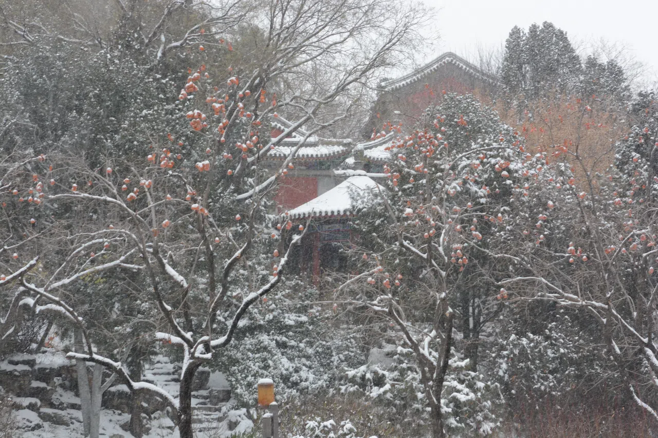 细雪纷飞探古寺。