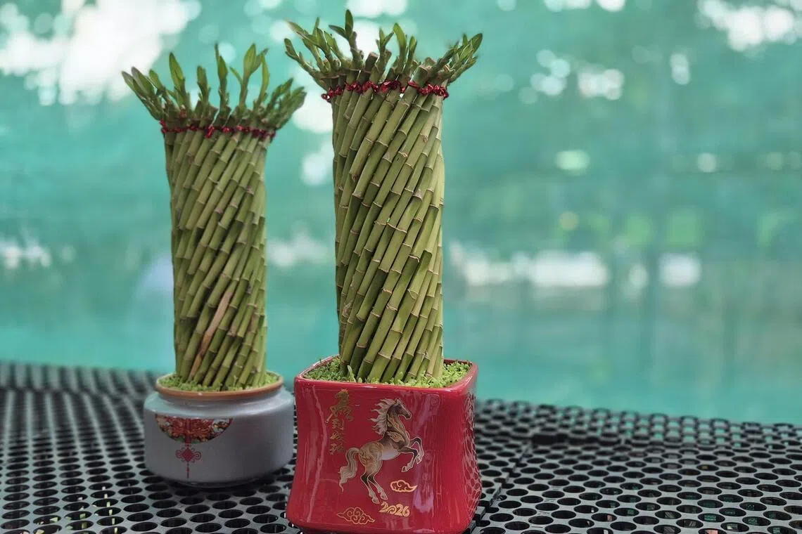 富贵竹也称开运竹，造型多，象征节节高升，竹报平安。（林弘谕摄）