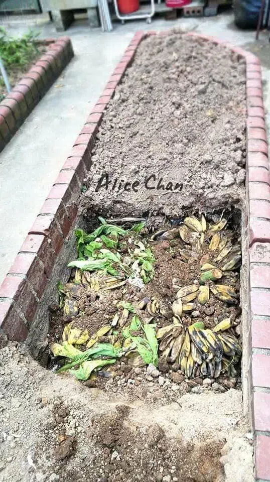 曾秋莲收集水果摊丢弃的果皮埋入地里，为土壤增添有机养分。（受访者提供）