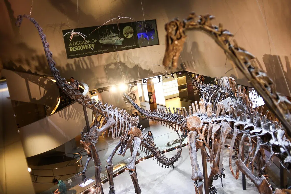 新加坡国立大学李光前自然历史博物馆占地约8500平方米，于2015年4月18日开幕，成立至今已有10年。（陈渊庄摄）