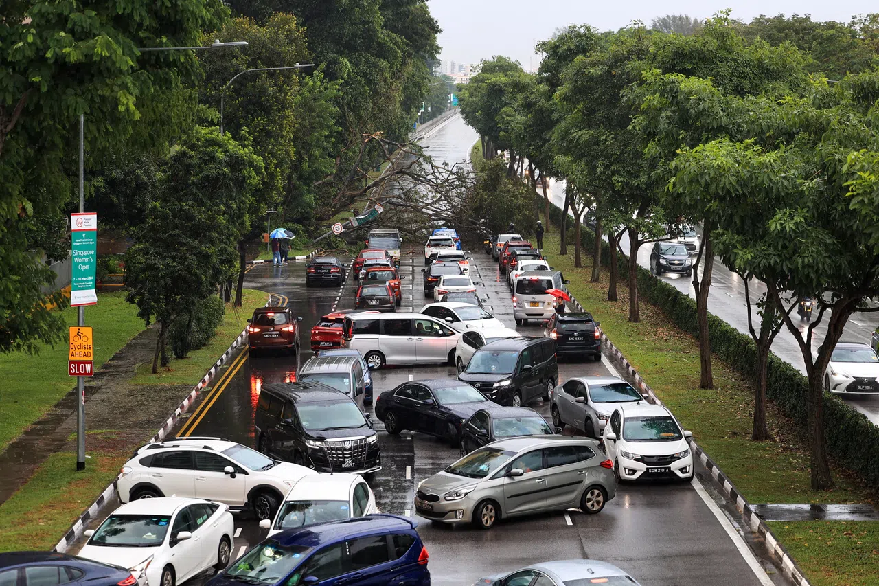 树倒导致整条尼诰大道被封锁，不能通行，后方不少车子纷纷倒退离开。（吴先邦摄）