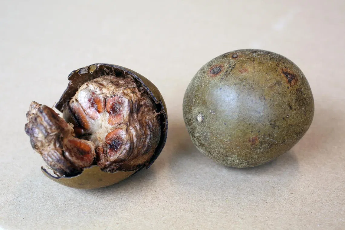 罗汉果是天然甜味剂，可用热水浸泡15分钟后代茶饮用，对治疗咽喉不适和咳嗽有助益。（档案照）