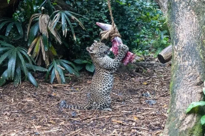 目前幼崽约5公斤重，饮食中已开始加入肉类，有助训练咀嚼和气味辨识能力。（万态保育集团提供）