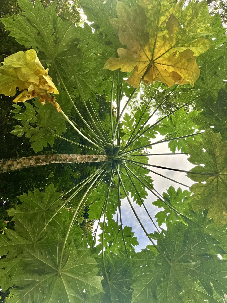 从柏提路（Petir Road）走去凯秀路，沿途可见一字排开的五棵木瓜树，抬头一看便能发现另一种美丽。（陈映蓁摄）