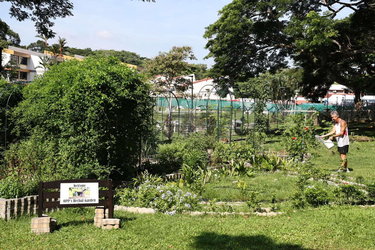 OPP在办公处附近设立社区花园，鼓励义工照料草药，提升社区凝聚力。（特约陈来福摄）