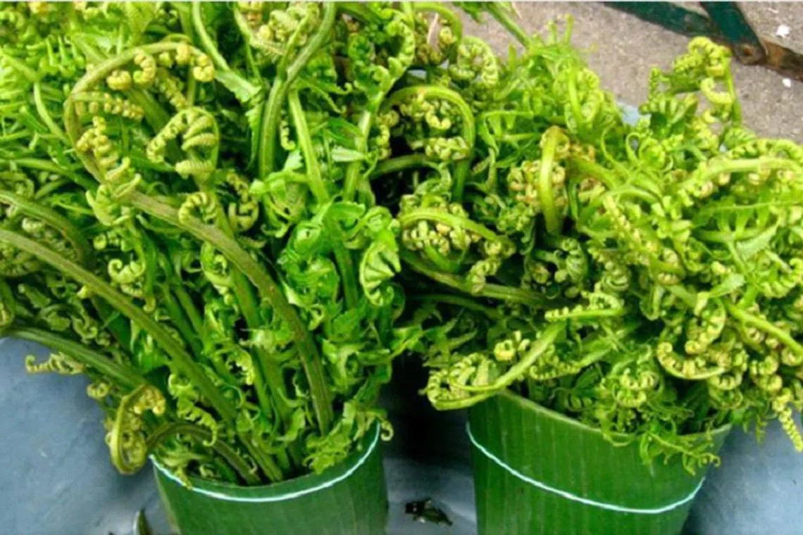 砂拉越的米丁蕨。（互联网）