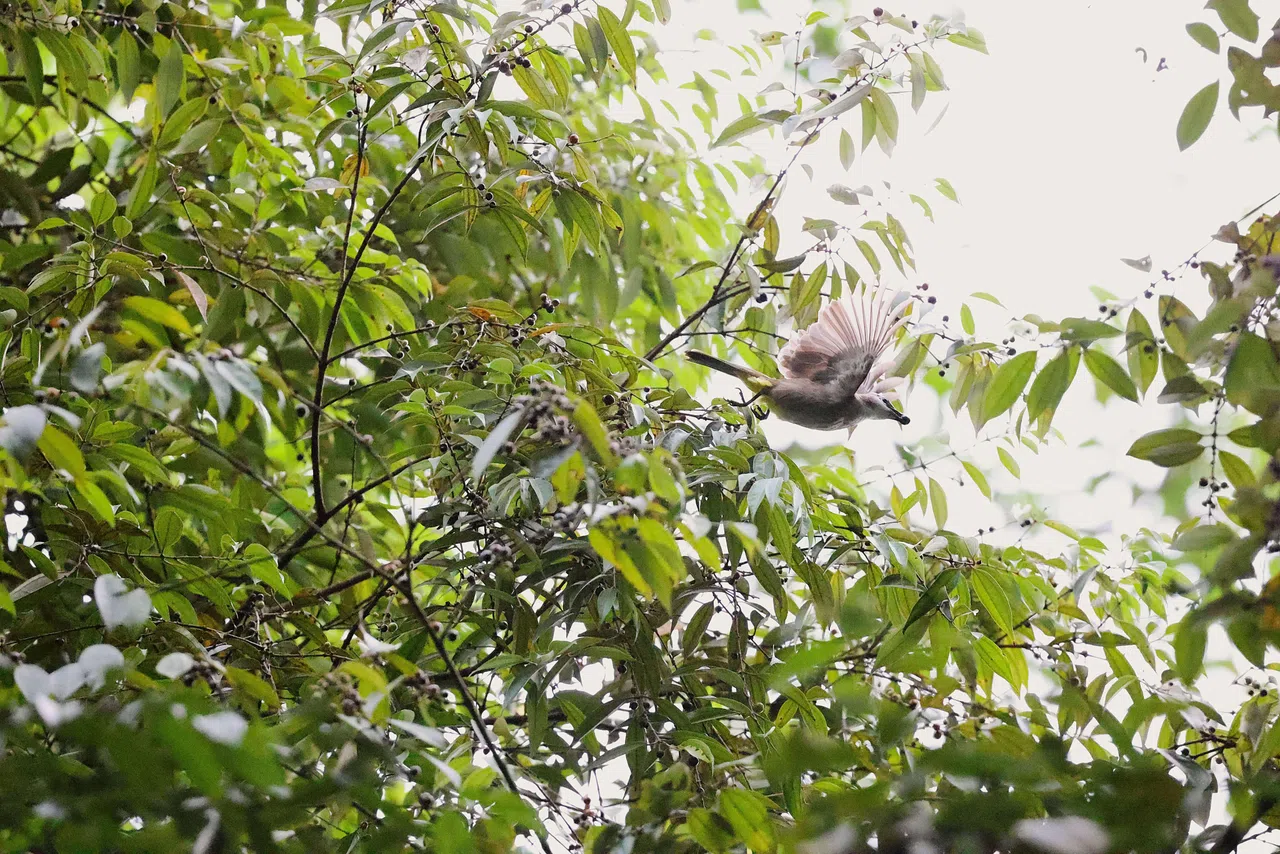 黄臀鹎衔着银背树（Rhodamnia cinerea）果实振翅而飞。（冯芷君提供）